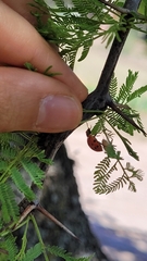Harmonia axyridis