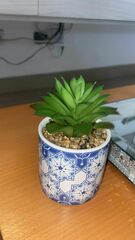 Haworthiopsis fasciata