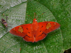 Euriphellus euribates