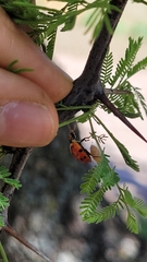Harmonia axyridis
