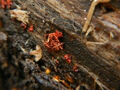 Metatrichia vesparium