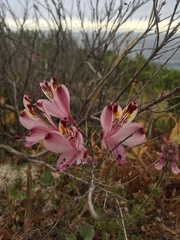 Alstroemeria pulchra