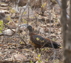 Galloperdix lunulata