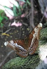 Lebadea martha parkeri