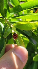 Harmonia axyridis