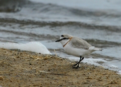 Charadrius pallidus