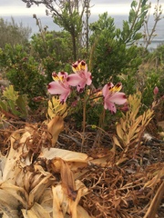 Alstroemeria pulchra