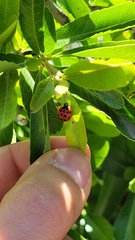 Harmonia axyridis