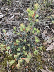 Stenanthera conostephioides