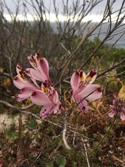 Alstroemeria pulchra