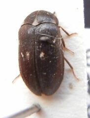 Attagenus pellio