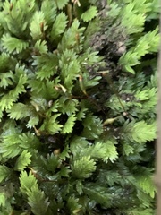 Fissidens dubius