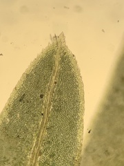 Fissidens dubius