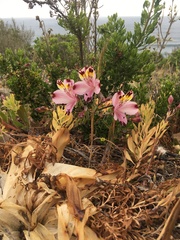 Alstroemeria pulchra