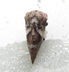 Cyrtolobus pallidifrontis