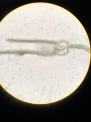 Fissidens dubius