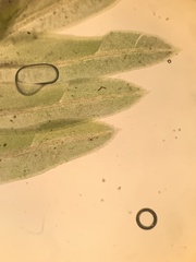 Fissidens dubius