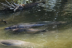 Trichechus manatus