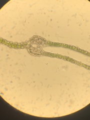 Fissidens dubius