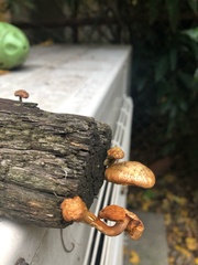 Fungi