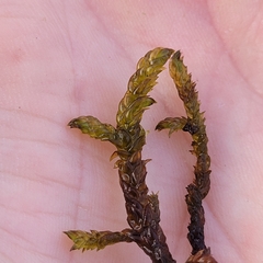 Scorpidium scorpioides