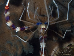 Stenopus hispidus