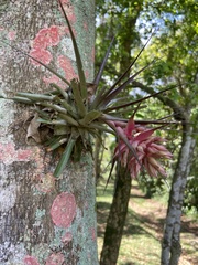 Tillandsia geminiflora