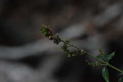 Clinopodium album