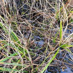 Scorpidium scorpioides