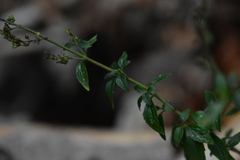 Clinopodium album