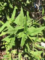 Aristeguietia salvia