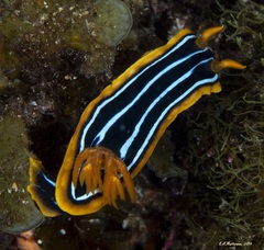 Chromodoris kuiteri