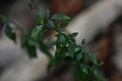 Clinopodium album