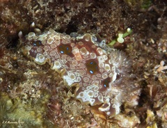 Dendrodoris