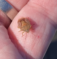 Dendrocoris humeralis