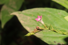 Spigelia