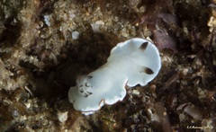 Glossodoris angasi