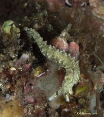 Thuridilla carlsoni