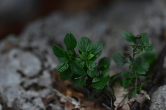 Clinopodium album