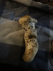 Catathelasma ventricosum