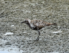 Pluvialis squatarola