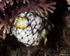 Goniobranchus geometricus