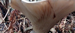 Catathelasma ventricosum