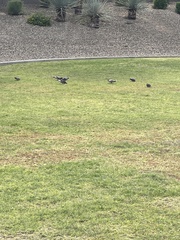 Columba livia domestica