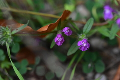Galeopsis angustifolia