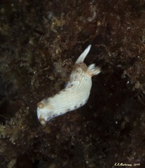 Chromodorididae