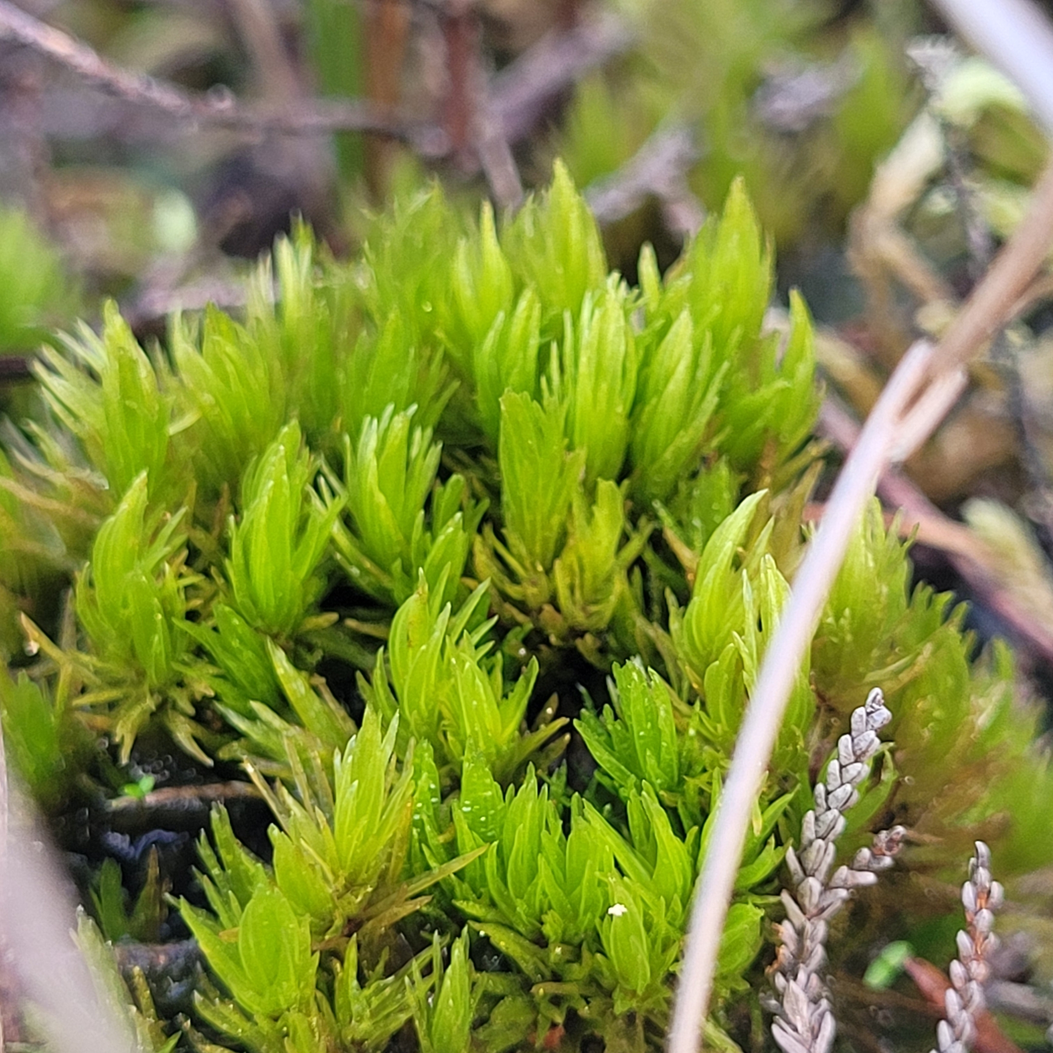 Dicranum undulatum