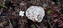 Catathelasma ventricosum