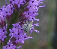 Colletes longifacies