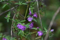 Galeopsis angustifolia